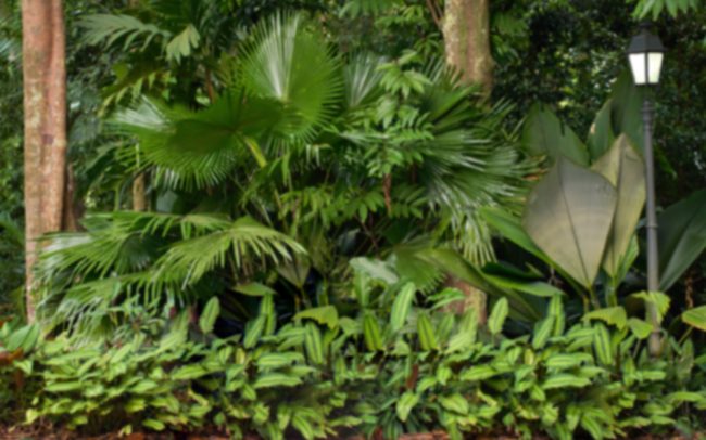 Botanic412x275