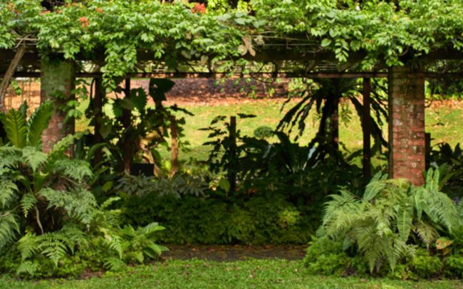 BotanicPlant275cm